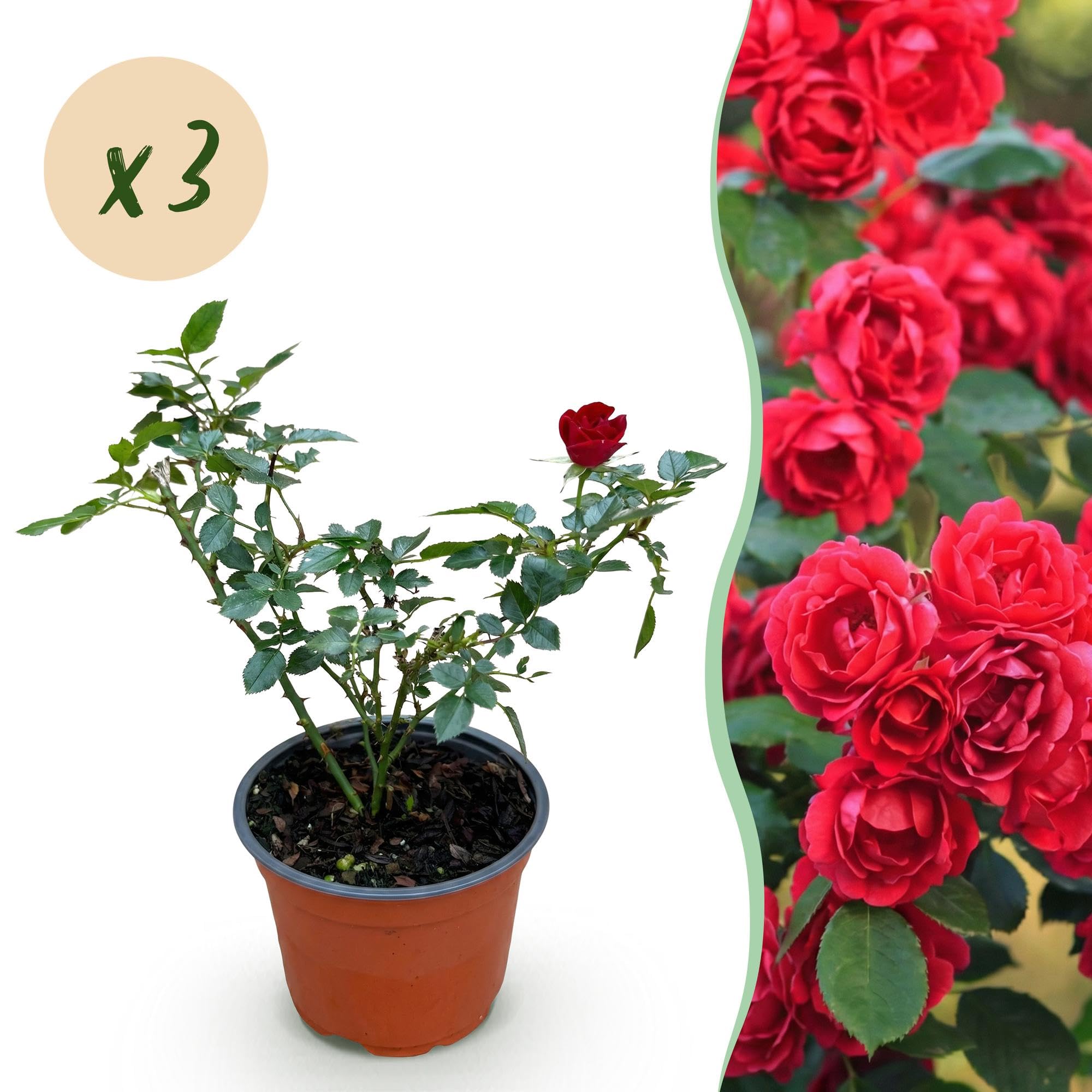 Gartenrose Rosa The Fairy Rot 3er Set – winterhart