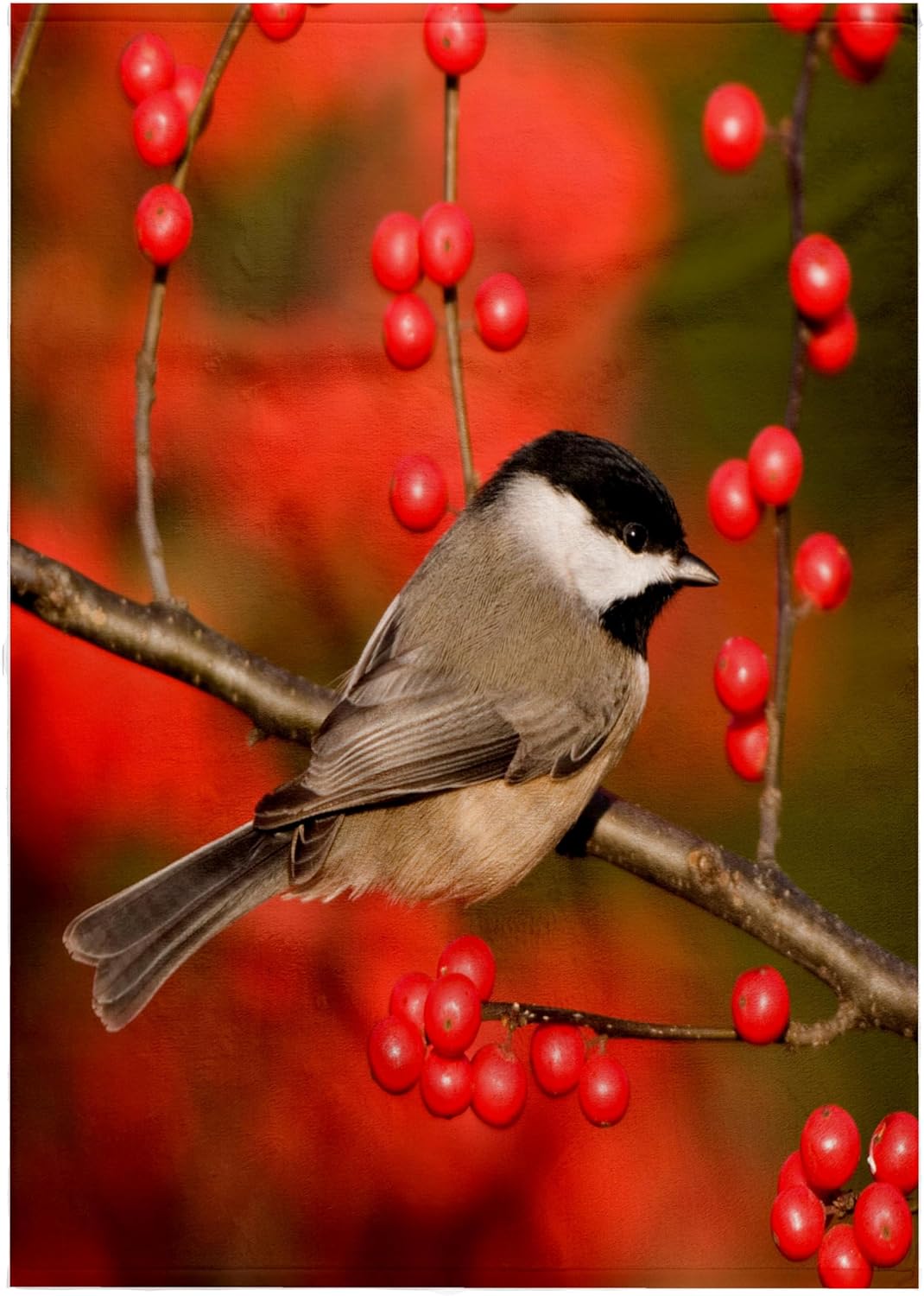 3dRose Carolina Chickadee on Common Winterberry, Bush, Marion Co. IL 22x30 Bath Hand Pool Towel