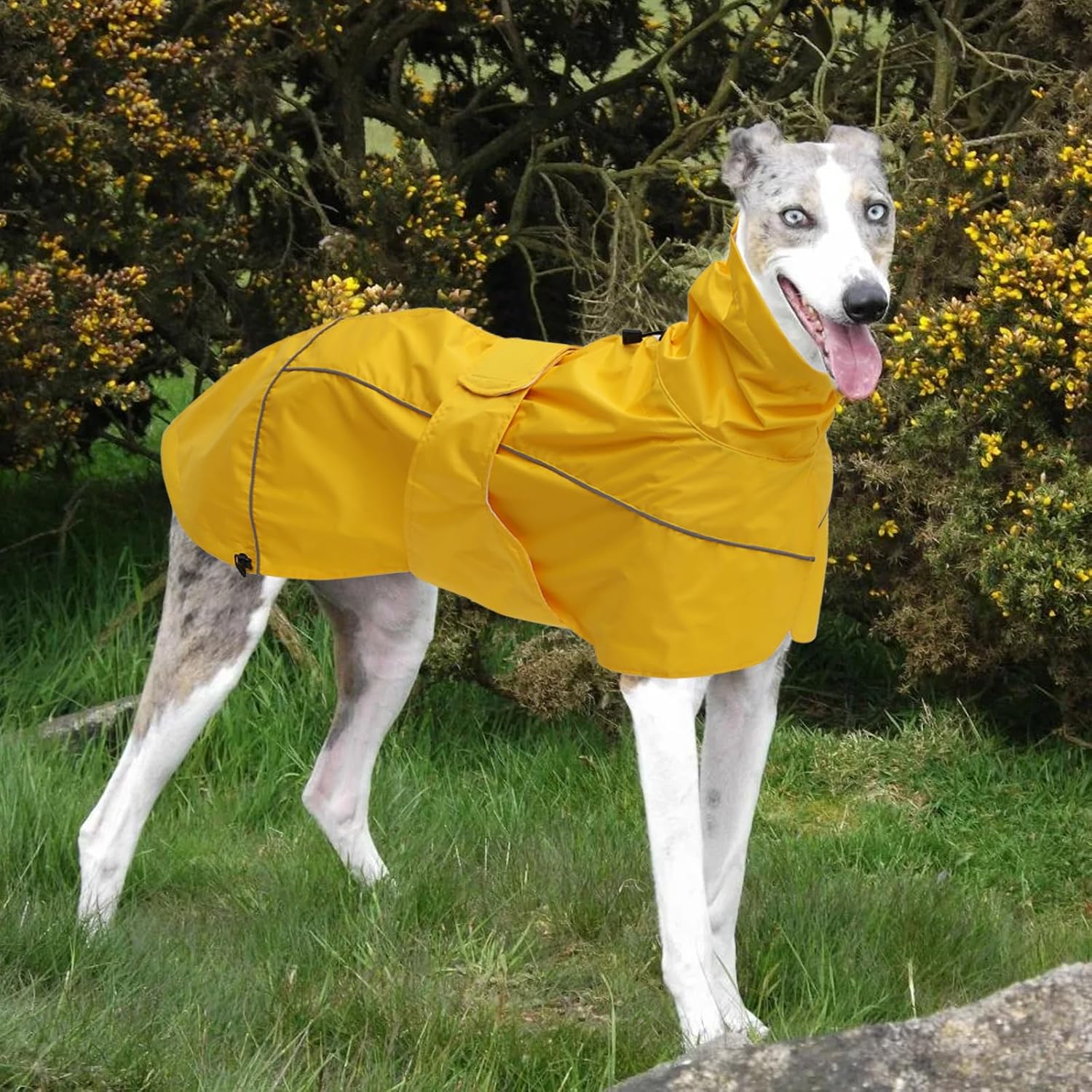 Greyhound Lurcher Raincoat, Whippet Rain Gear with Reflective Bar, Rain/Waterproof, Adjustable Bands and Drawstring in Autumn and Winter - Yellow - XXL