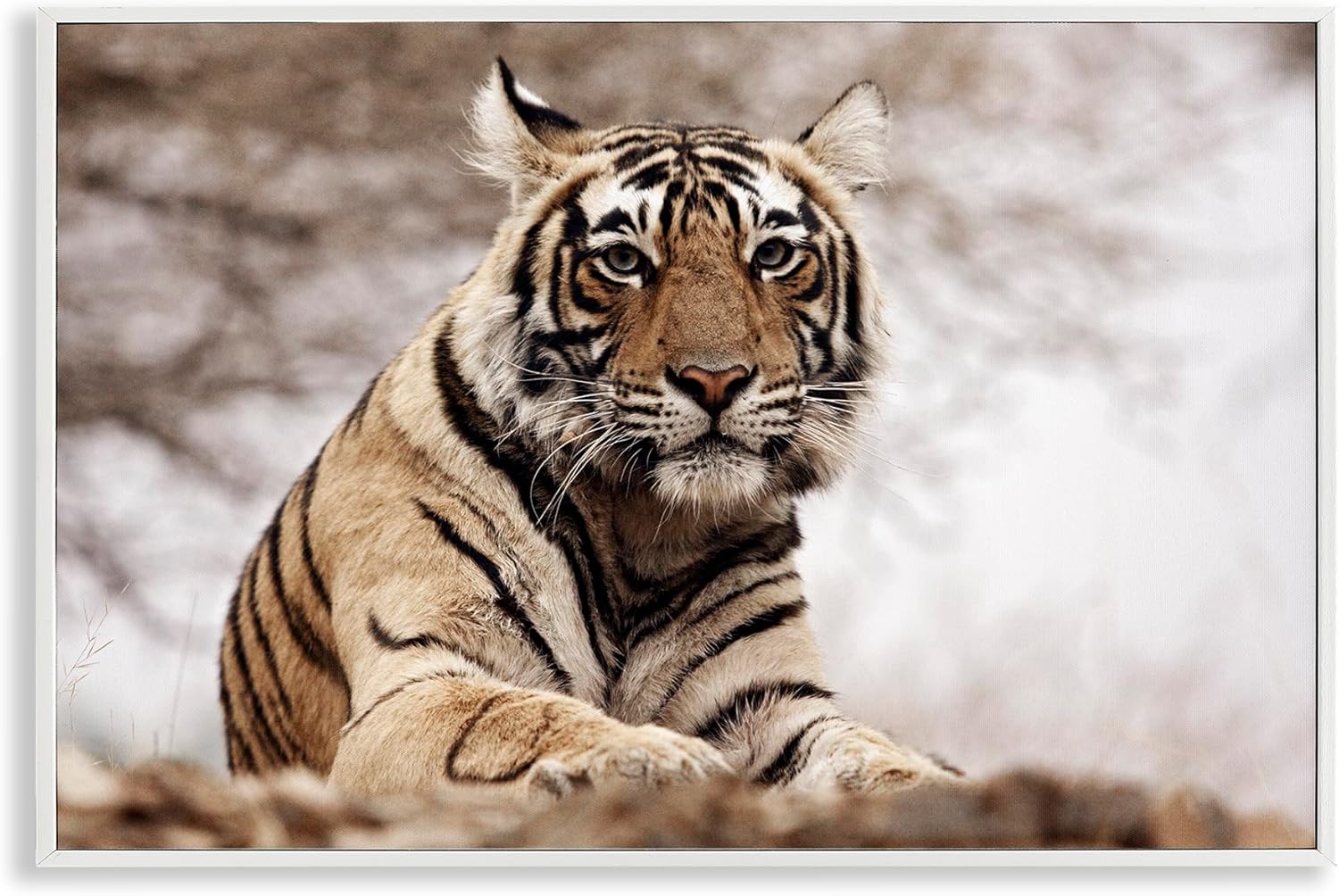 Stupell Industries Strong Tiger Atop Hill Framed Giclee Art Design by Danita Delimont