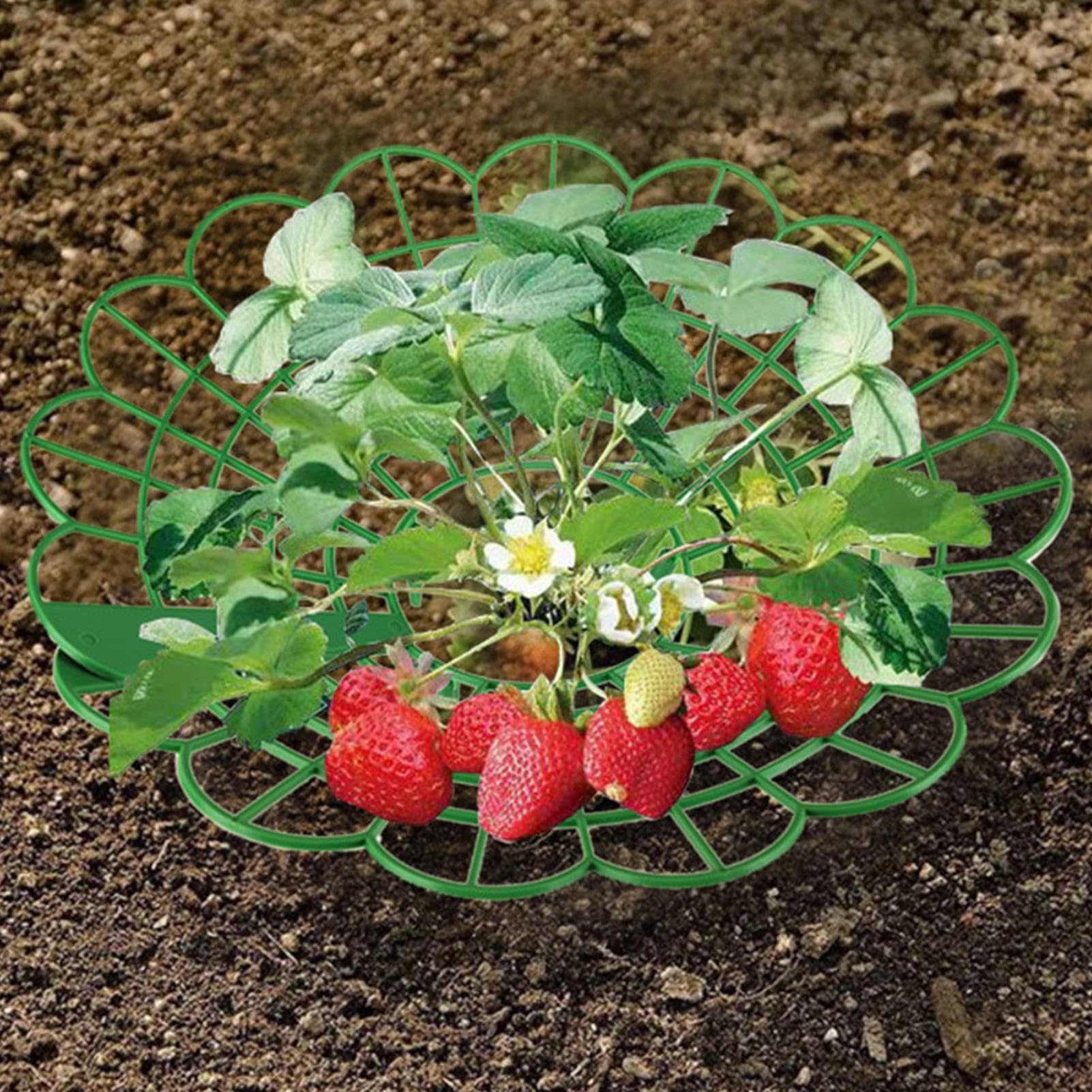 Porta fragole, supporti per fragole, Supporto per fragole da 10 pezzi, Scaffali per la coltivazione di supporto per piante, telaio per la coltivazione di fragole, protezione delle piante di fragole da