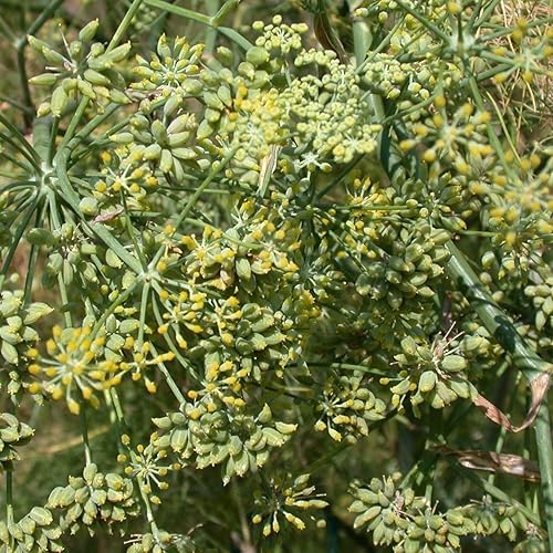 Miniatura 4 de Semillas de hinojo comunes (Foeniculum vulgare) Más de 100 semillas de hierbas medicinales culinarias en cápsulas de semillas congeladas para el