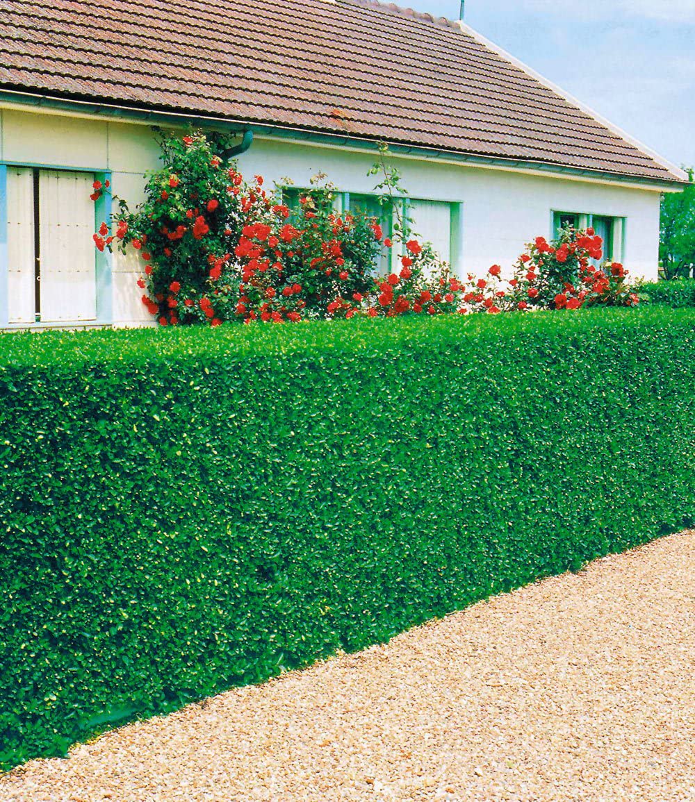 stevia plant Stevia – Pinetree Garden Seeds