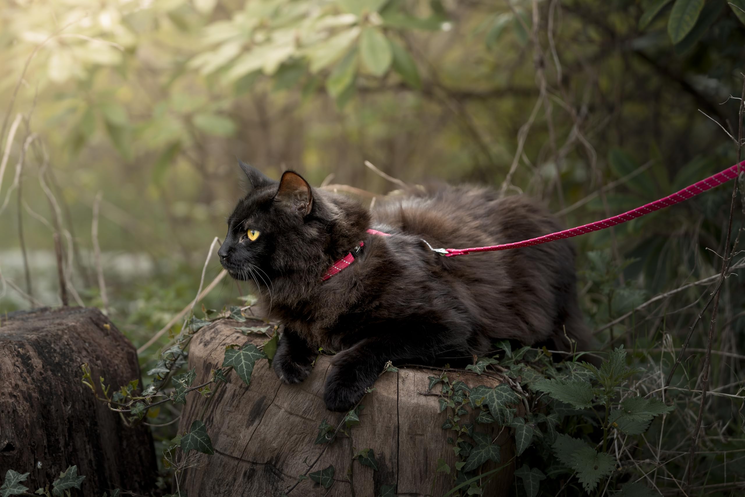 pettorina gatto - Elza nero - 22-32cm - 27-46cm - guinzaglio 110cm - nylon regolabile - riflettente - con moschettone