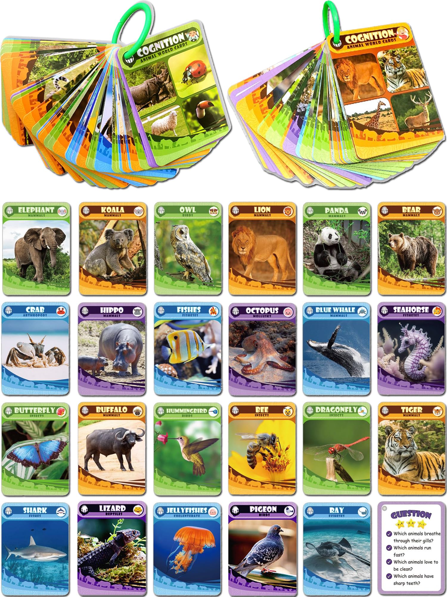 Amazon.co.jp: Femtos フラッシュカード 動物 生き物 100枚 英語