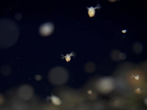 Miniatura 8 de Aquatic Arts Live Daphnia Magna 200PK, Daphnia Fish Food, Daphnia Live Freshwater Crustaceans Plancton para acuario de agua dulce, Daphnia para