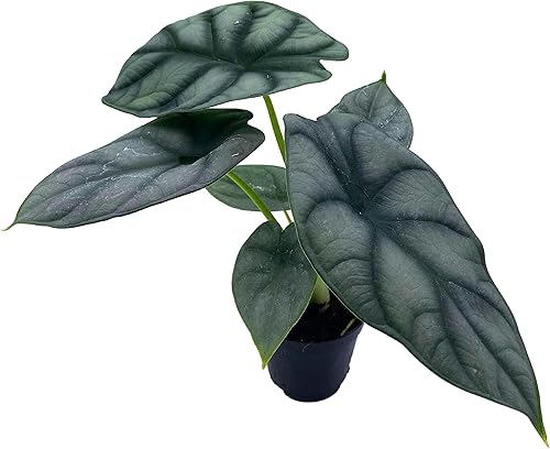 Miniatura 8 de Alocasia Silver Dragon, Alocasia Baginda, Joya Alocasia, oreja de elefante dragón plateado en maceta de 2 pulgadas