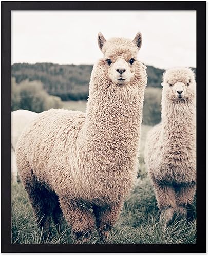 Vista 152 de Poster Master Póster de alpaca – Impresión de alpacas en pastizales – Arte de fotografía – Regalo para hombres, mujeres y amantes de los animales
