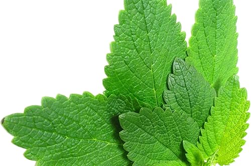 Miniatura 8 de Semillas Menta Menta Mentha Hierbas Medicinales Jardín para Plantar No GMO 1000 Semillas