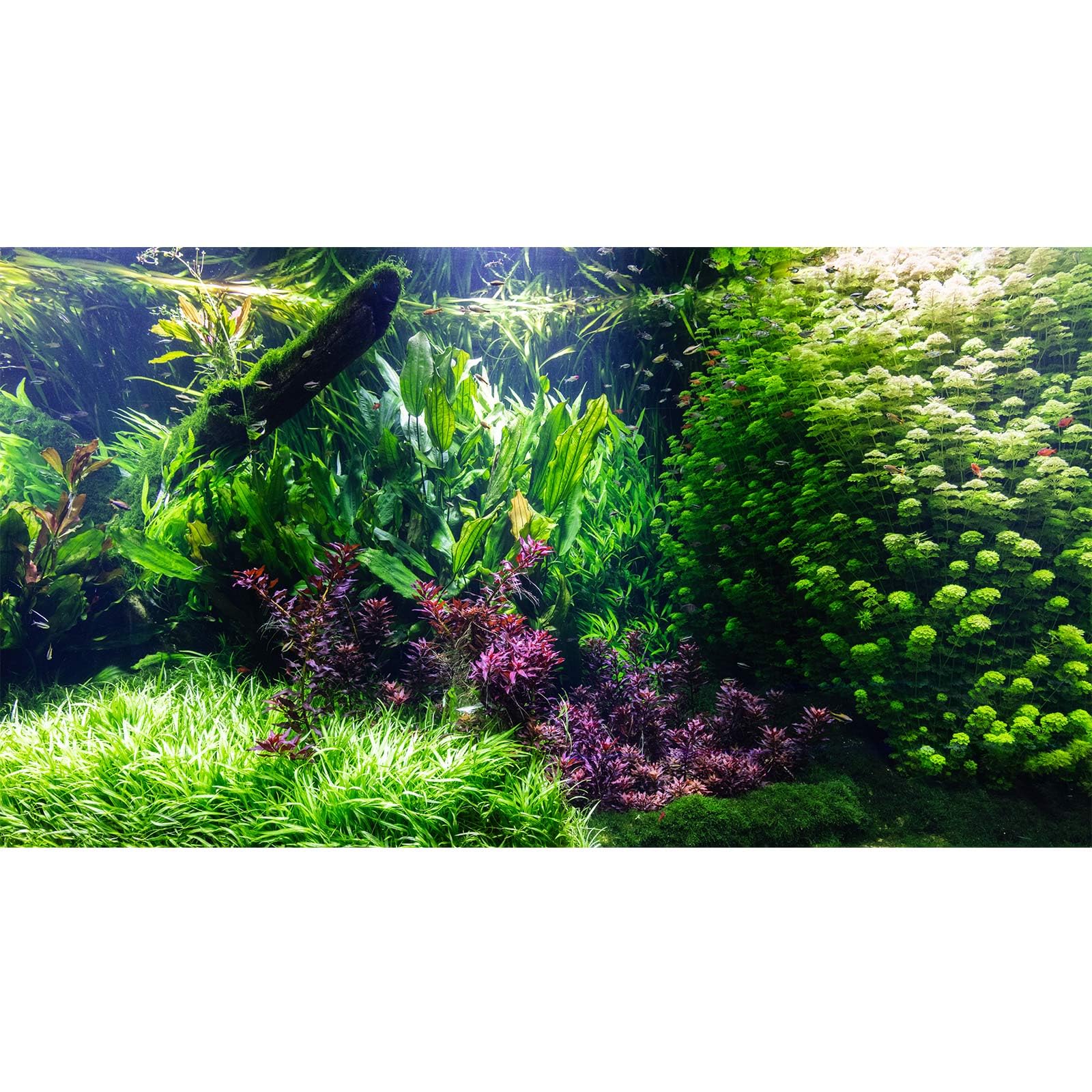 Riivvdise Aquarium Background Various Underwater Grass Plants Aquarium Backdrop Vivid and Fresh Green Aquatic Plants Stone River Bed and Dead Wood
