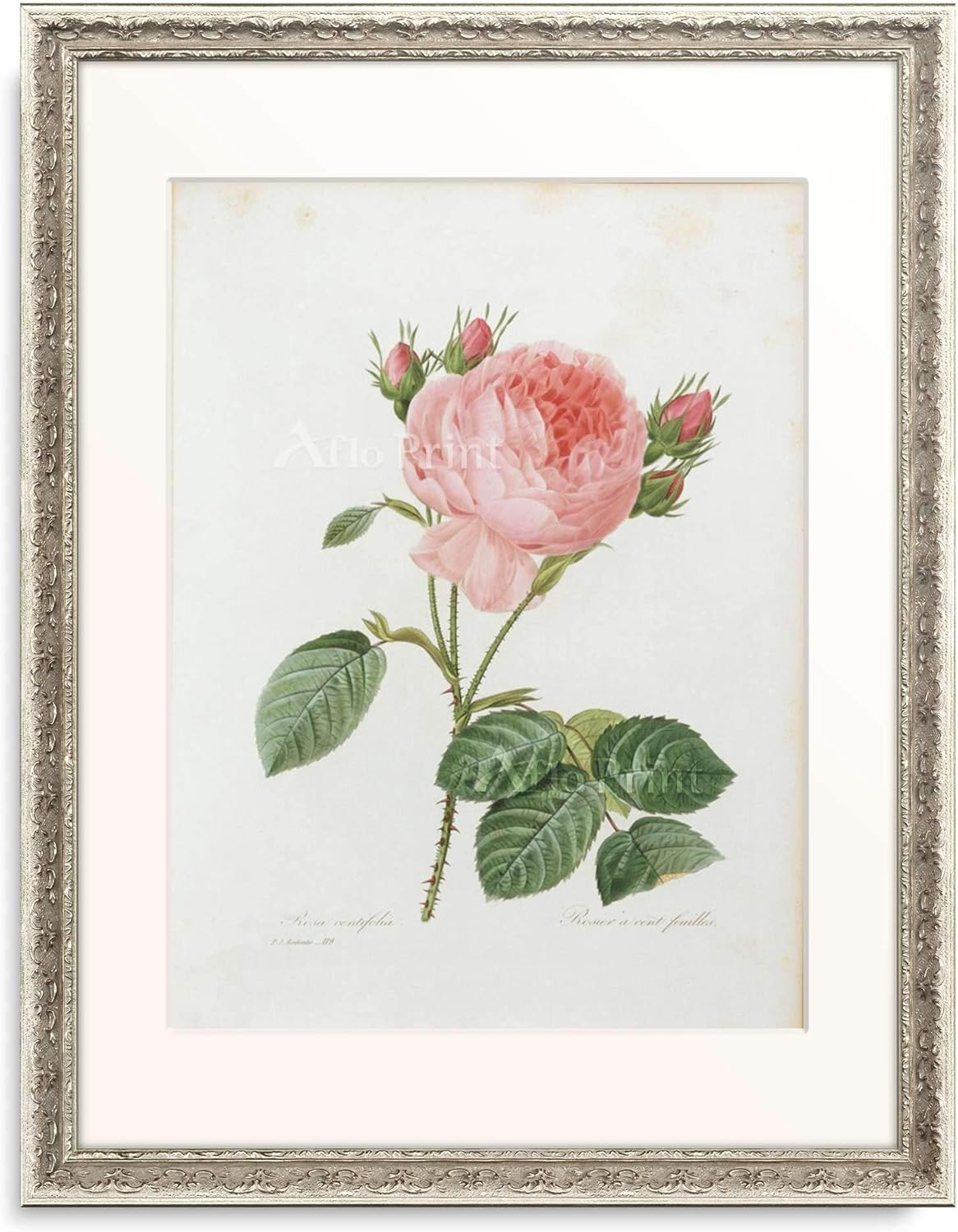 Amazon.co.jp ピエール＝ジョゼフ・ルドゥーテ Pierre Joseph Redoute 「Cabbage