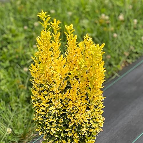 Miniatura 1 de Glow Stick Japanese Holly- Ilex Crenata - Maceta de 4" - Ganadores probados