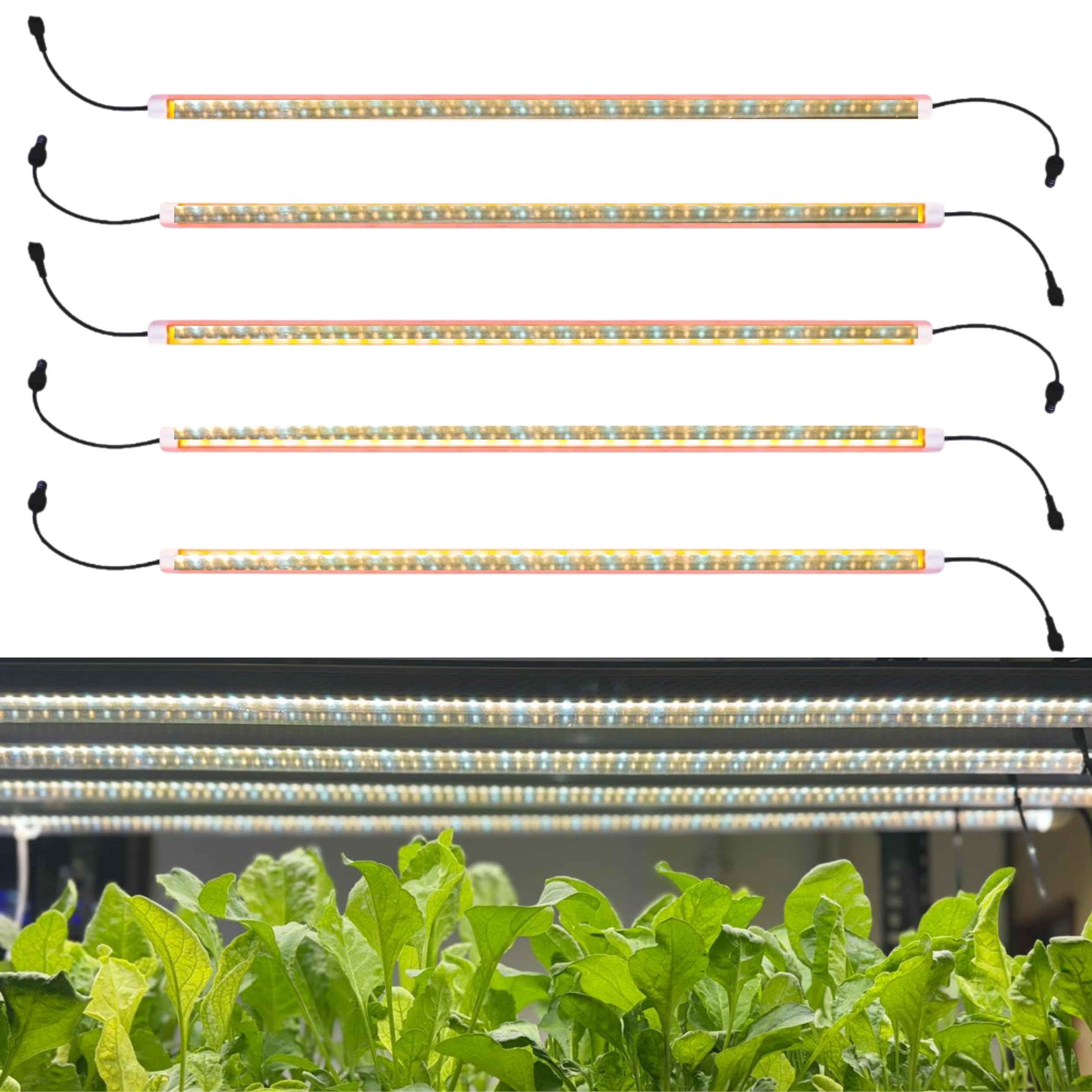 City Greens 20W Full Spectrum (Pack of 5) Led Grow Lights for Indoor Plants | Artificial Sunlight for Plants| for Indoor Hydroponics |Comes with 2 Year of Warranty.-image-10