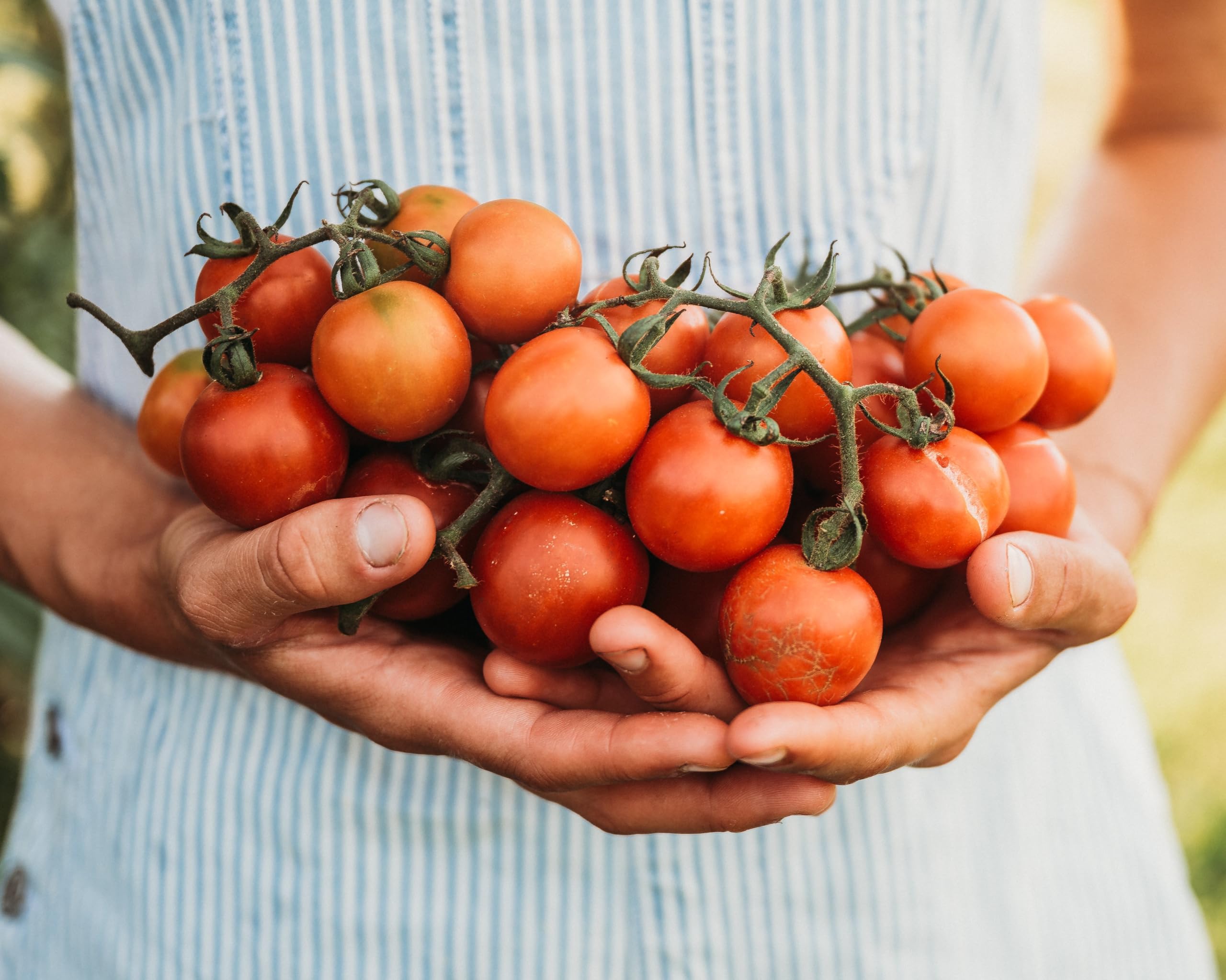 Amazon.com: Tomate Tommy Toe – 50 semillas – Tomate cherry