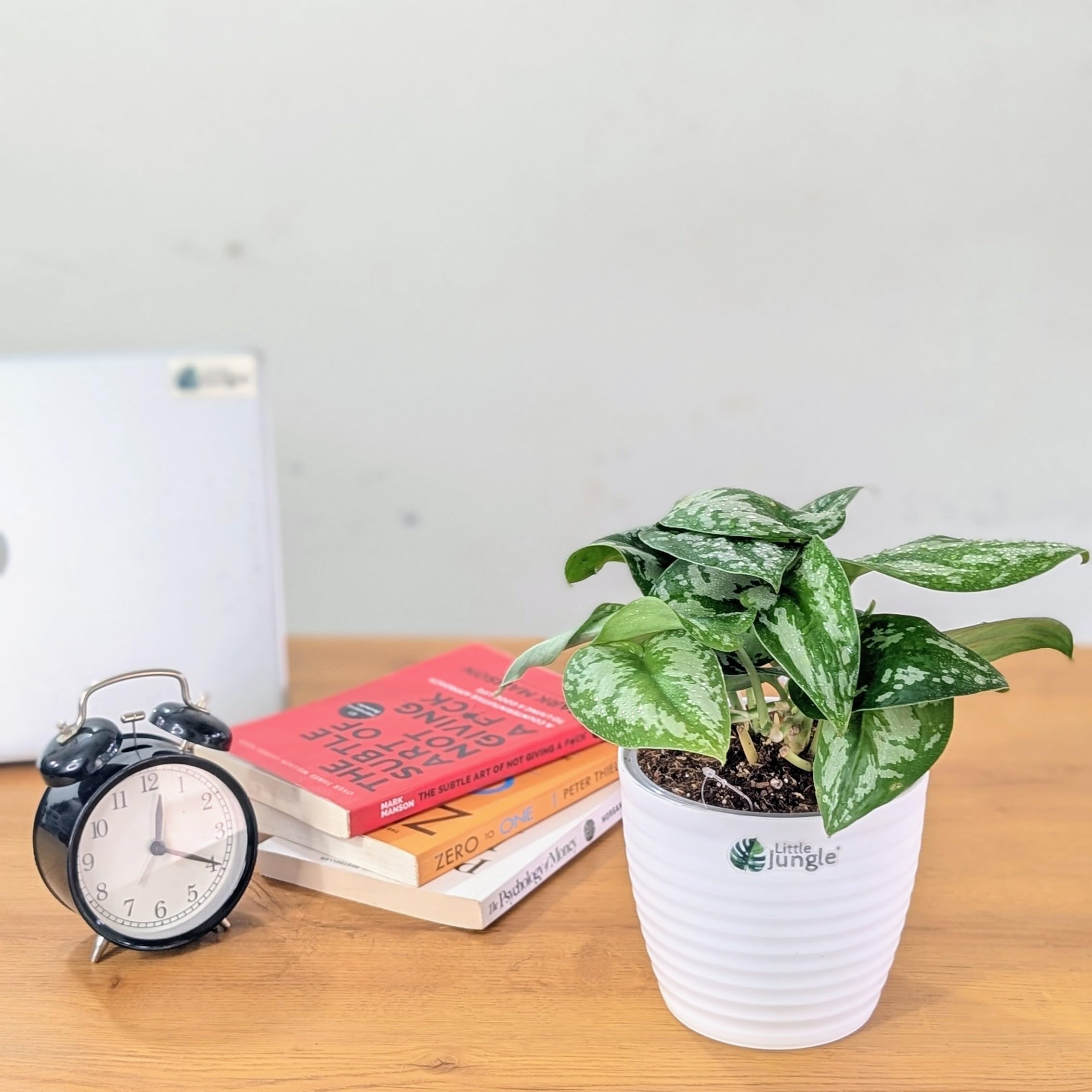 LittleJungle Pothos Satin - Live Plant with 5.5 Inches White Decor Pot | Indoor Plants For Home | Money Plants| Live Plants Indoor | Air Purifying Plant | Live Plant With Pot For Home Decor |-picture-30
