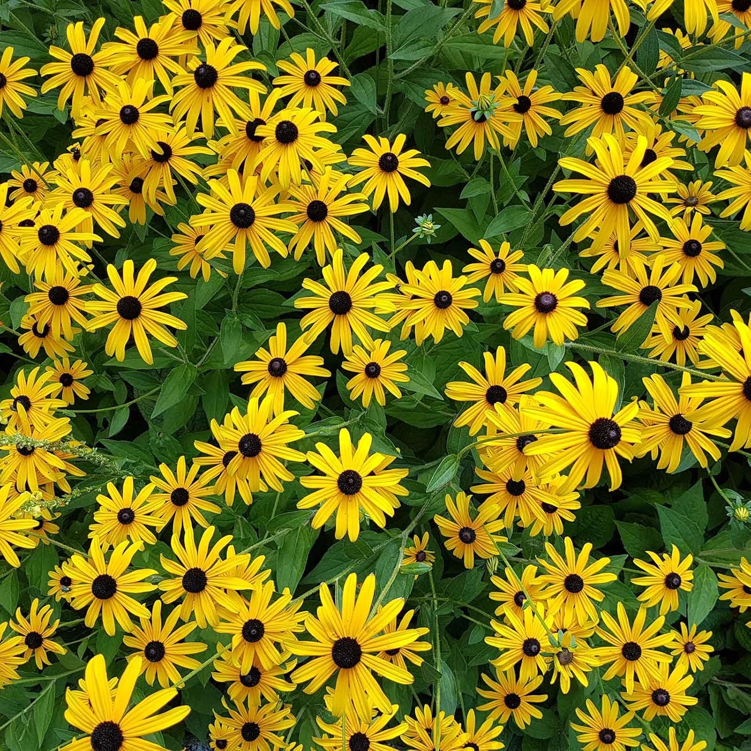 Eden Brothers Black Eyed Susan Seeds