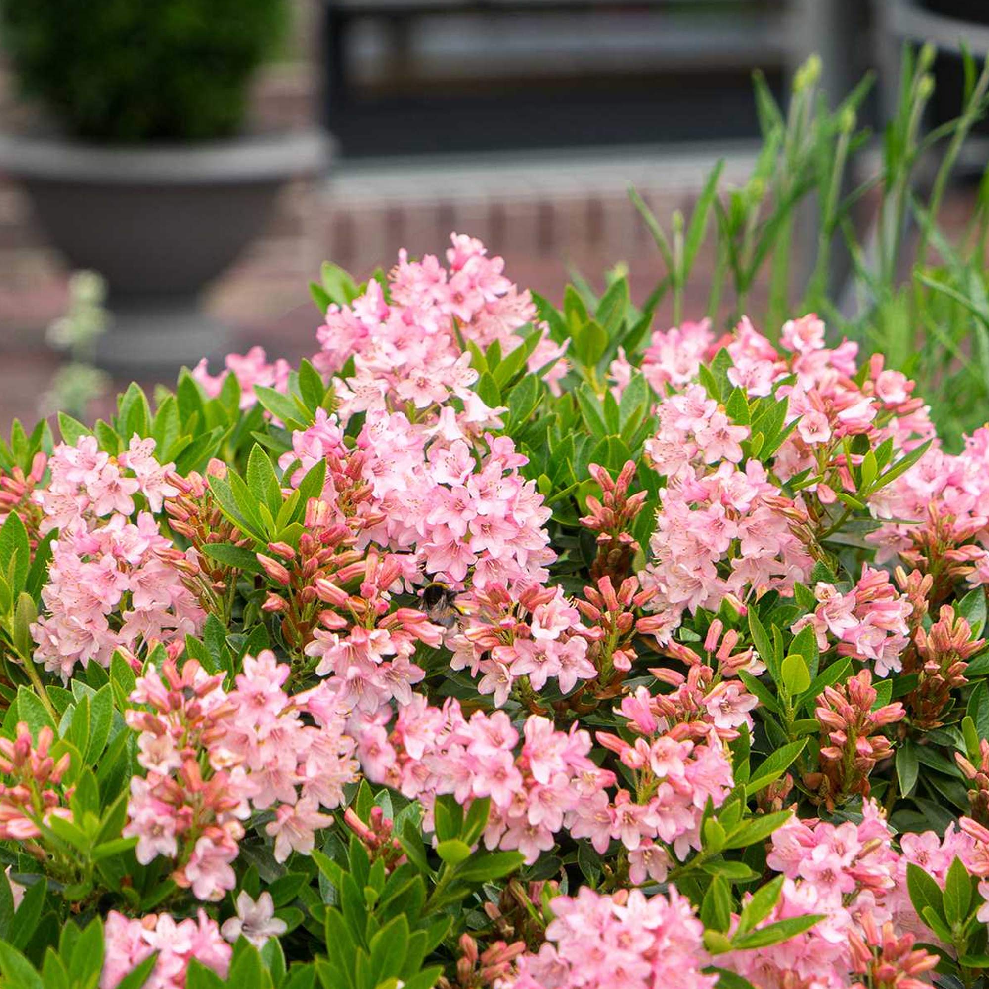 Rhododendron Bloombux Magenta ist ein winterharter, blhender  Immergrnstrauch fr den Auenbereich im Garten. : Amazon.de: Garten