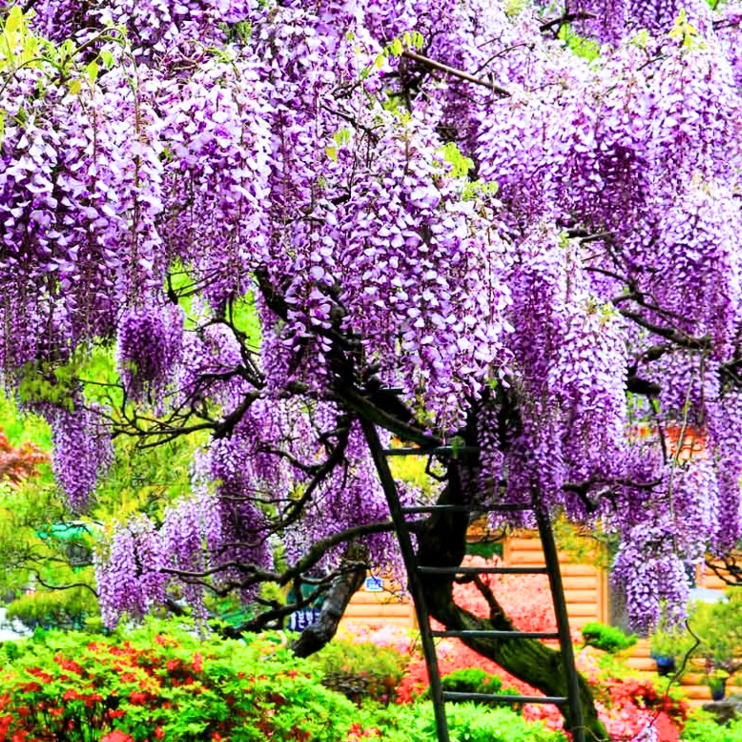 wisteria Near 11/16配達予定 Amazon.com : 3 Purple Wisteria Trees Live Plants 6 to 12 Inch