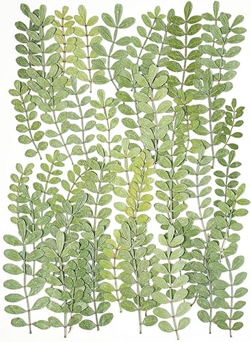 Vista 47 de 48 piezas de flores secas prensadas naturales para decoración de pasteles, flores secas reales para la fabricación de joyas de resina, manualidades