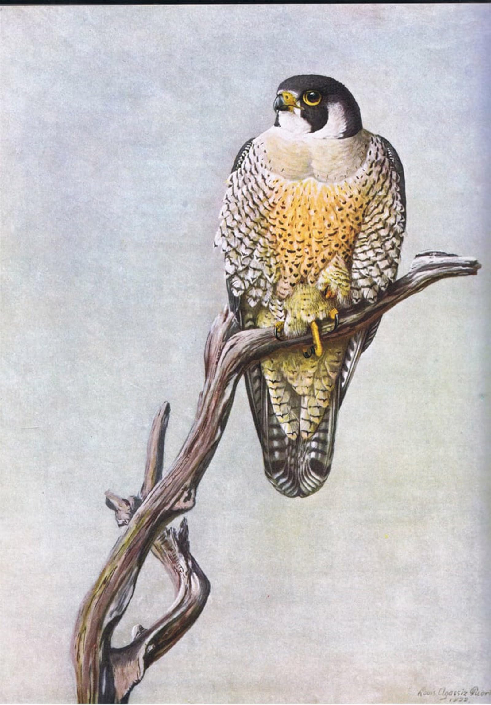 SERENDIPITP Abstract Painting Mural Print Picture Wall Decor Painting Duck Hawk by Louis Agassiz Fuertes Vintage Wall Artwork for Home Decor 60x90cm