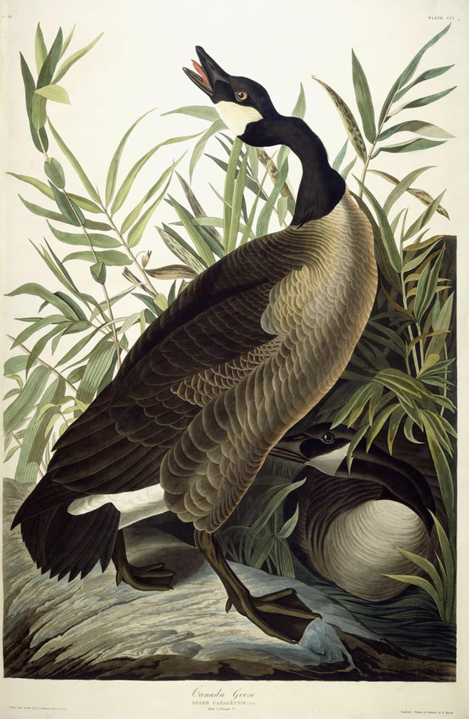 ARTXLXXBN Famous Print Painting Colorful Art Print Canada Goose by John Jamess Audubon Canvas Art Decorations for Home Decor 60x90cm