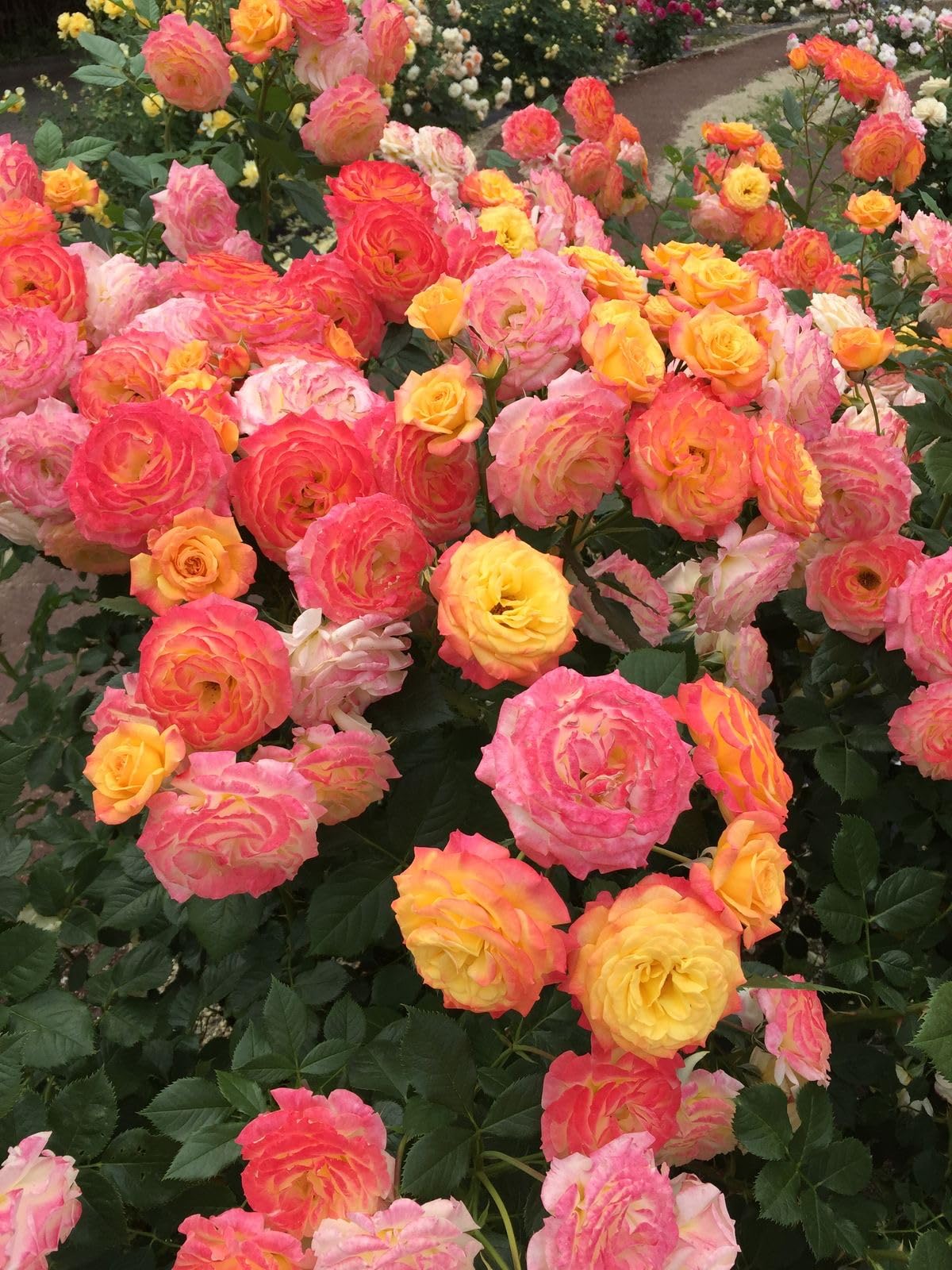 Climbing Rose Seeds - 100 Cream Mix Flowers -16