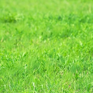 Grass Seeds - Dryland Pasture Mix - 25 Lbs Bulk - Crested, Slender, Intermediate Wheatgrass & Meadow Brome, Orchardgrass & More