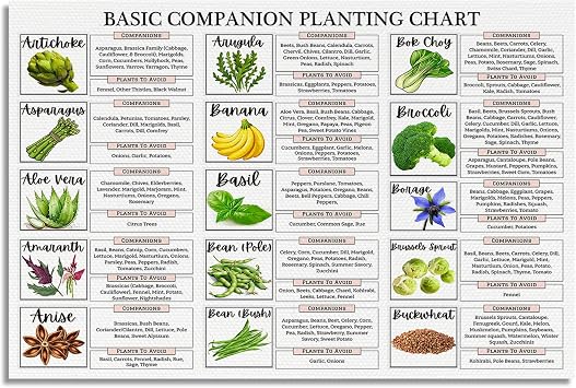 XMQQLL Basic Companion Planting Chart Canvas Wall Art, Gardening Guide Reference Poster, Botanical Horticulture Planting Print, Vegetable Garden Farm Kitchen Home Office Wall Decor 12x16in Unframed