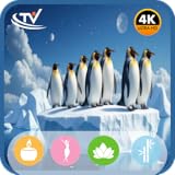 ペンギンコレクション スクリーン�
