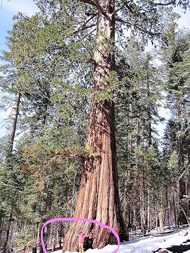 40 SEQUOIA GIGANTE Sequoiadendron Giganteum Sierra Redwood Semillas de Árbol