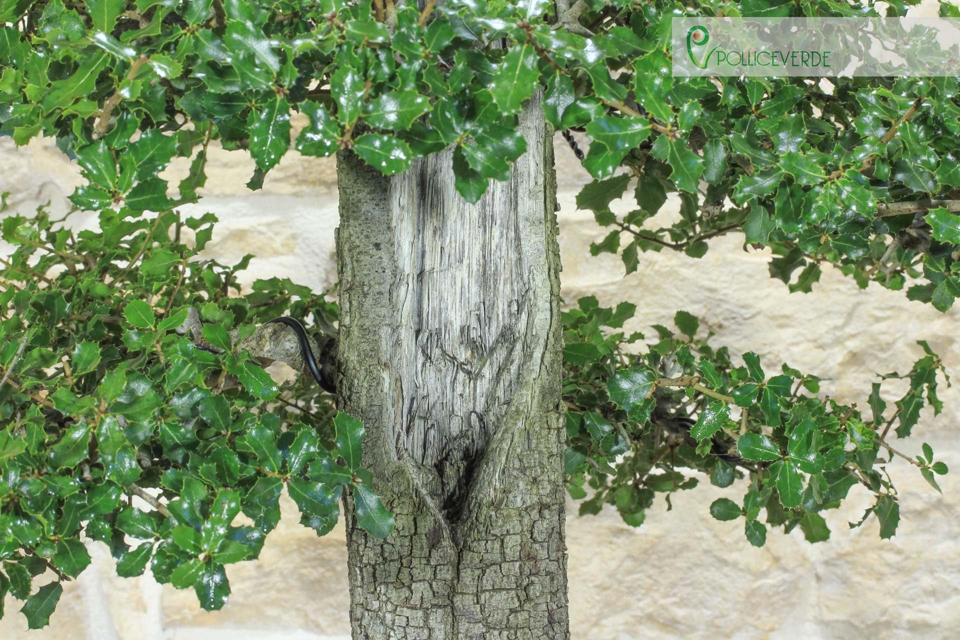 Bonsai di Quercia Riccia (6)