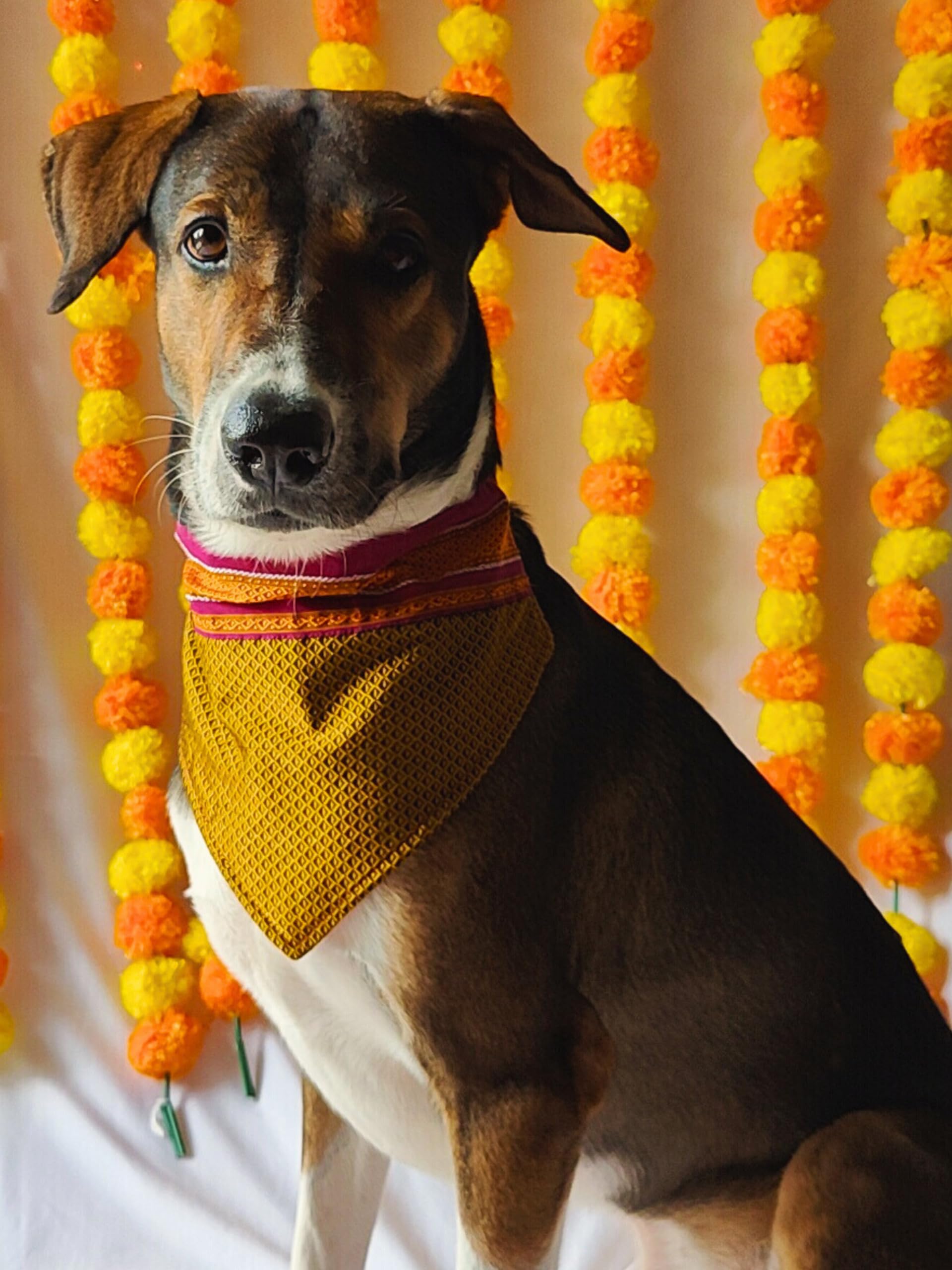 Unleashed India Khun Bandanas. Traditional Khun Fabric for Festive Season, Weddings. Easy Collar Insert, Washable Ethnic Bandana for All Dog Types and Cats. Golden Color (Medium-Large) (B0CBNGY891) Amazon Price History, Amazon Price Tracker