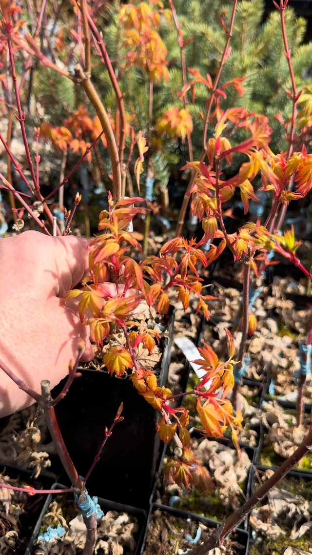Amazon.com : Katsura Hime Japanese Maple 2 - Year Graft : Maple