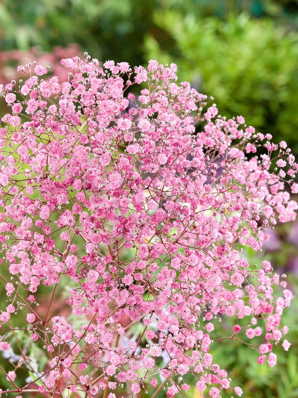 Oakwood Farms® Gypsophila Imported Flower Seeds for Home and