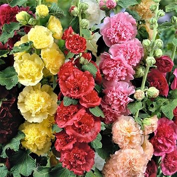 Eden Brothers Hollyhock Seeds