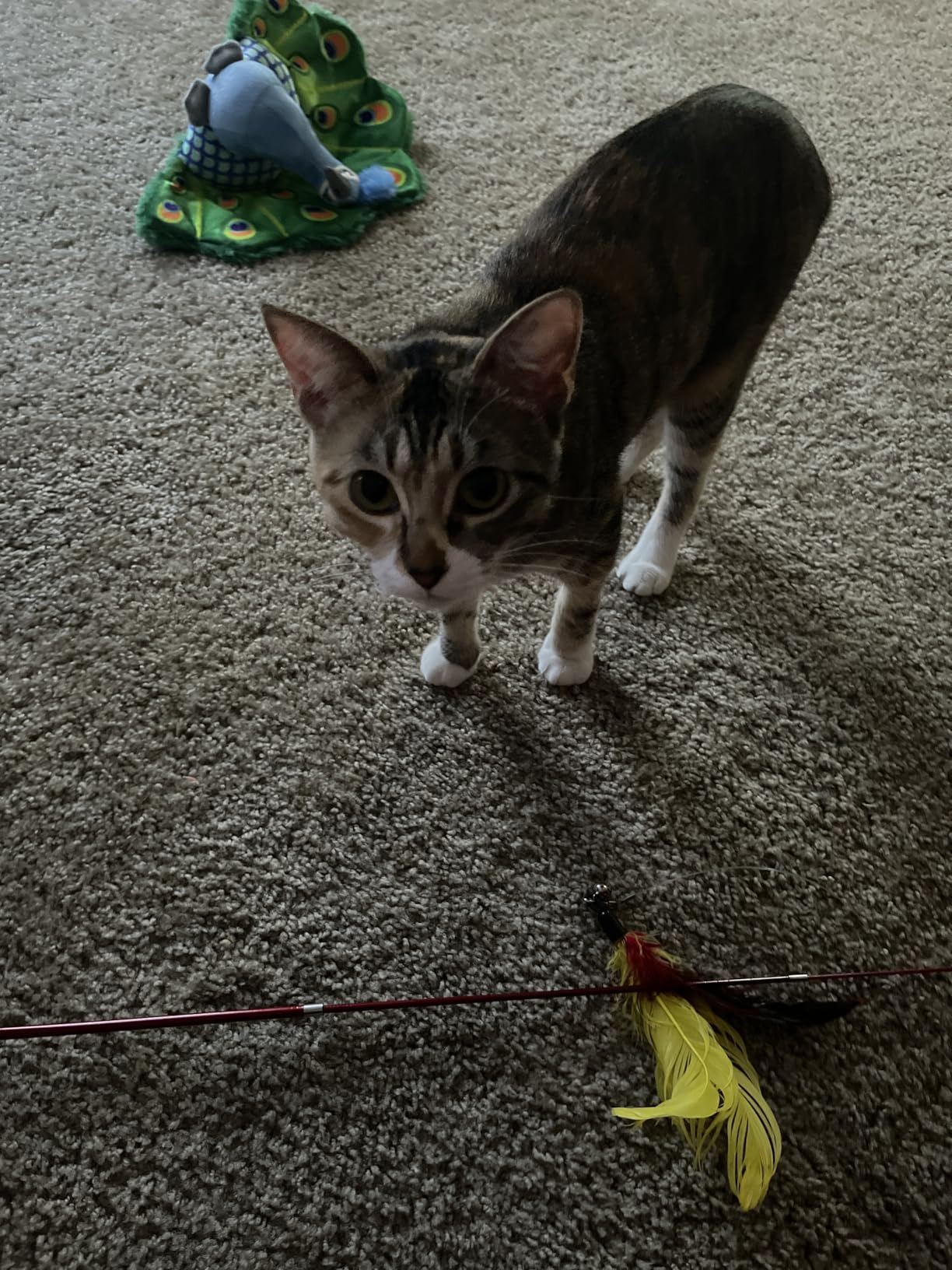 Interactive Cat Toys - Retractable Wand Toy and Feather Toys Refills for Indoor Cats to Chase and Exercise photo review