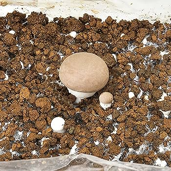 イ*ー様 マジック・マッシュルーム 完全栽培マニュアル 楽天市場】マジックマッシュルーム（本・雑誌・コミック）の通販