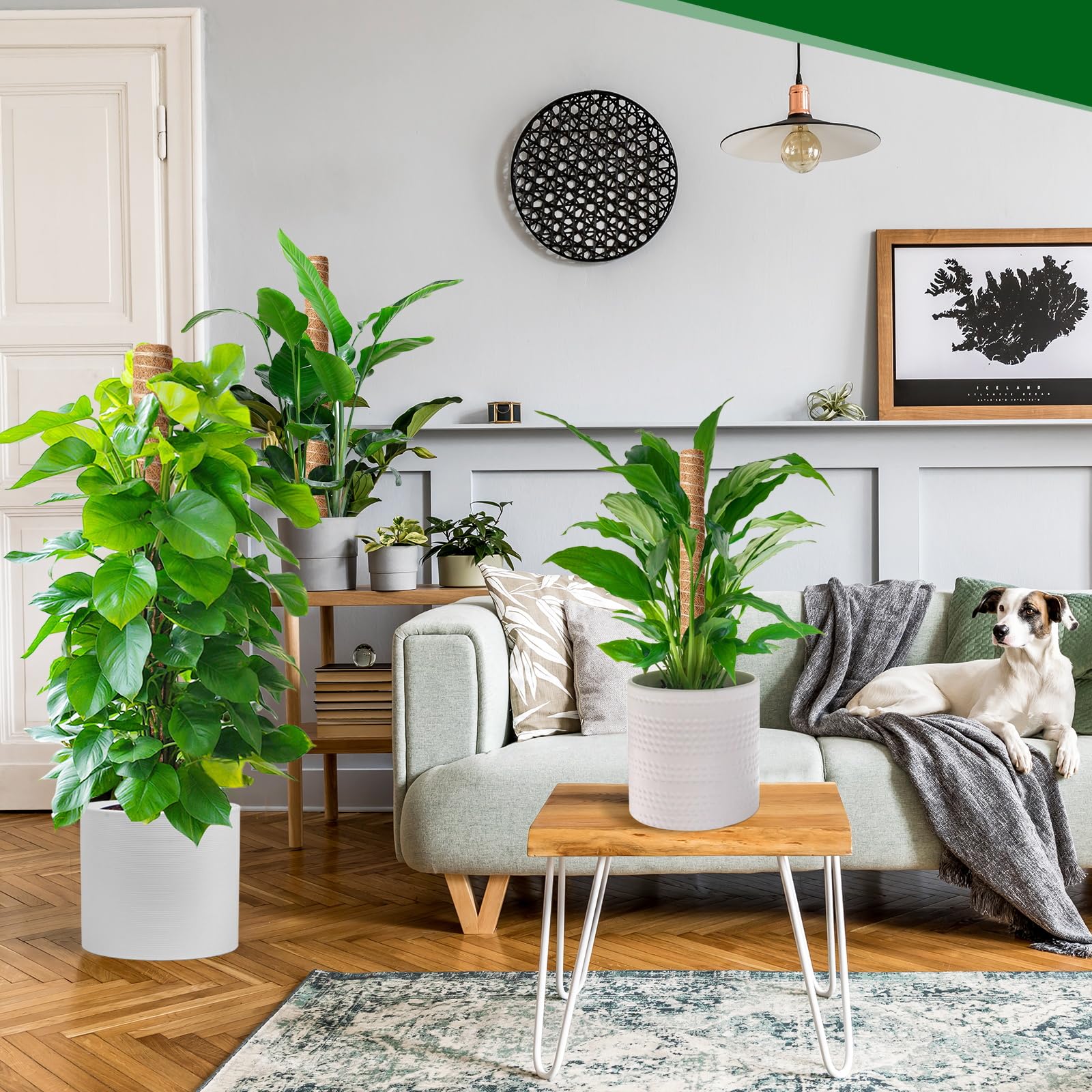 Mactoou Tuteur Monstera, 4 Pièces 41cm Tuteur Coco, Extension Sphaigne Jusqu'à 120cm, Tuteur Plante Grimpante pour Monstera Maison Jardin de Support de Plante