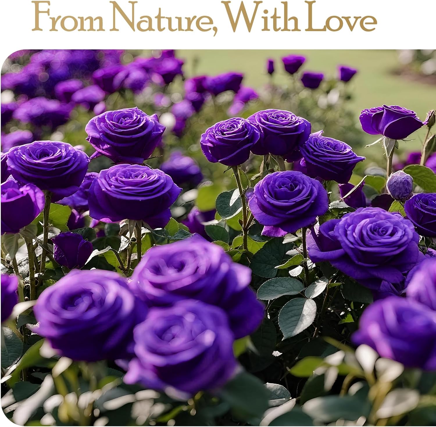 16 Preserved Flowers Rose Birthday Gifts for Women Her Mom Wife Girlfriend Grandma on Valentines Mothers Day Christmas Anniversary Romantic(Purple) - Image 3