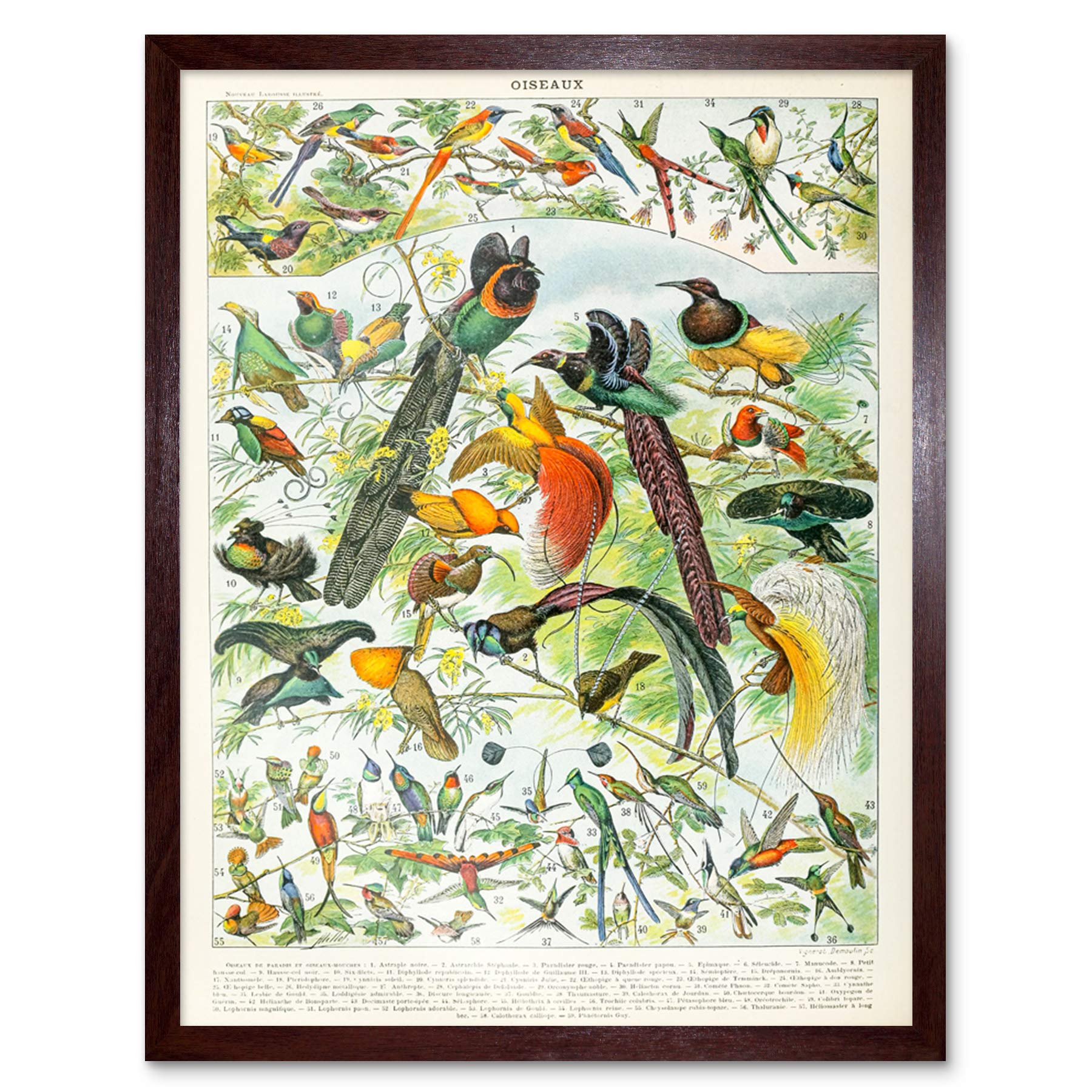 Artery8 Millot Encyclopedia Page Birds Paradise Art Print Framed Poster Wall Decor 12x16 inch