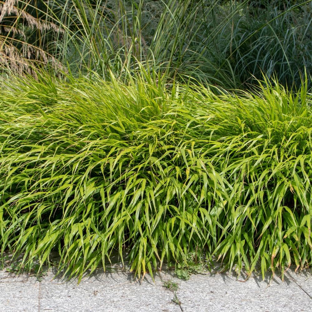 Hakonechloa Grass Live Plant, Japanese Forest Grass Plants, Perennial Hakonechloa Grass Plants Live, Live Ornamental Grass Starter Plants, Appx 4 to 6 Inch Tall