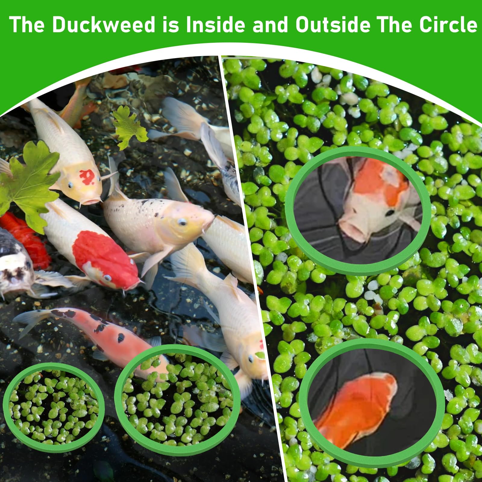 Snapklik.com : FWUNYVN 10Pcs Aquarium Floating Plant Rings And Fish ...