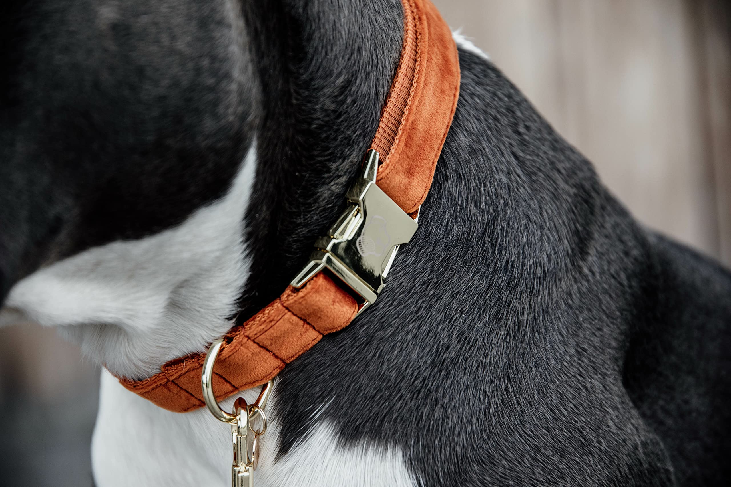 Kentucky Dogwear - Samt Hundehalsband - Orange S - 28-40cm