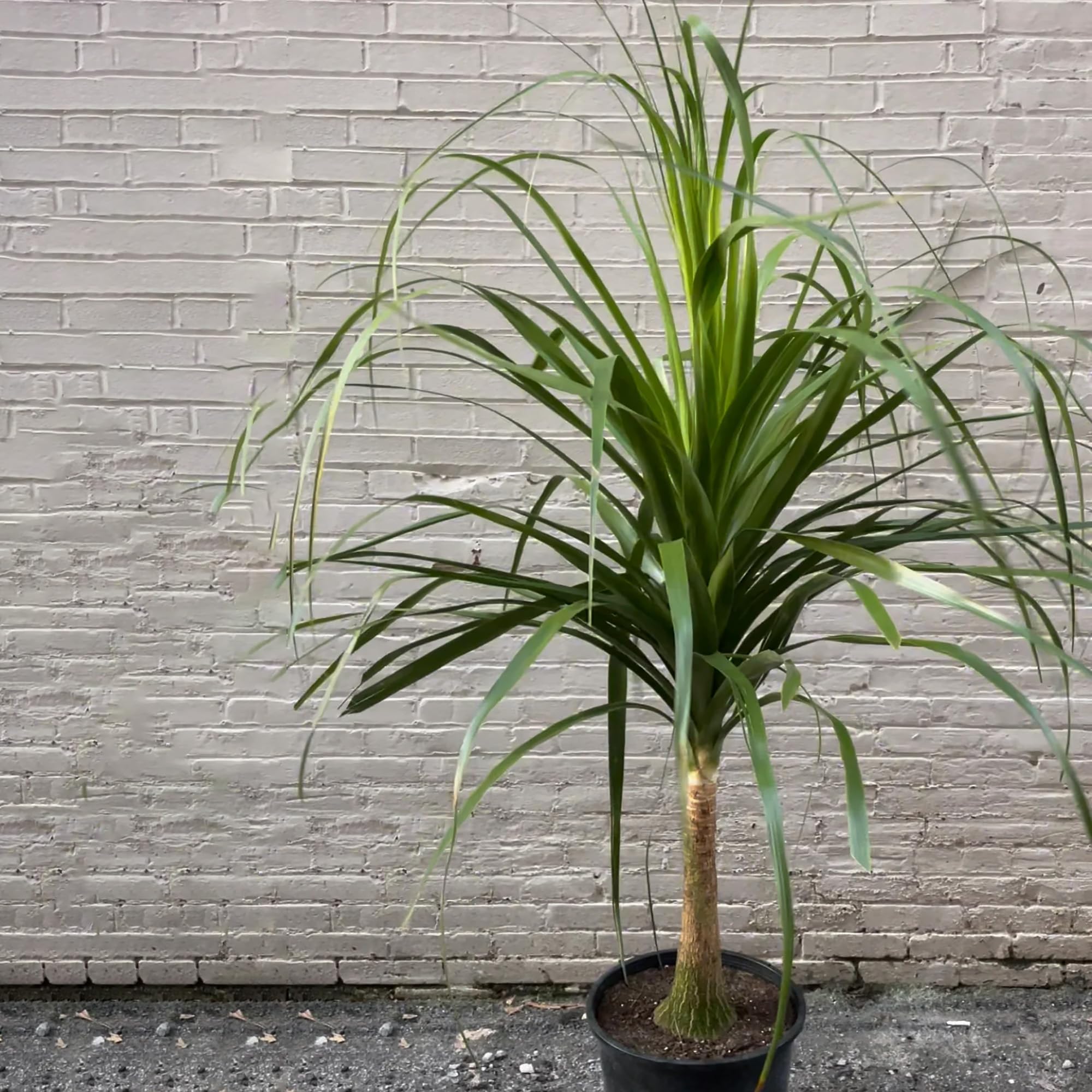 Amazon.com : QAUZUY GARDEN 10 Ponytail Palm Tree Seeds, Heirloom