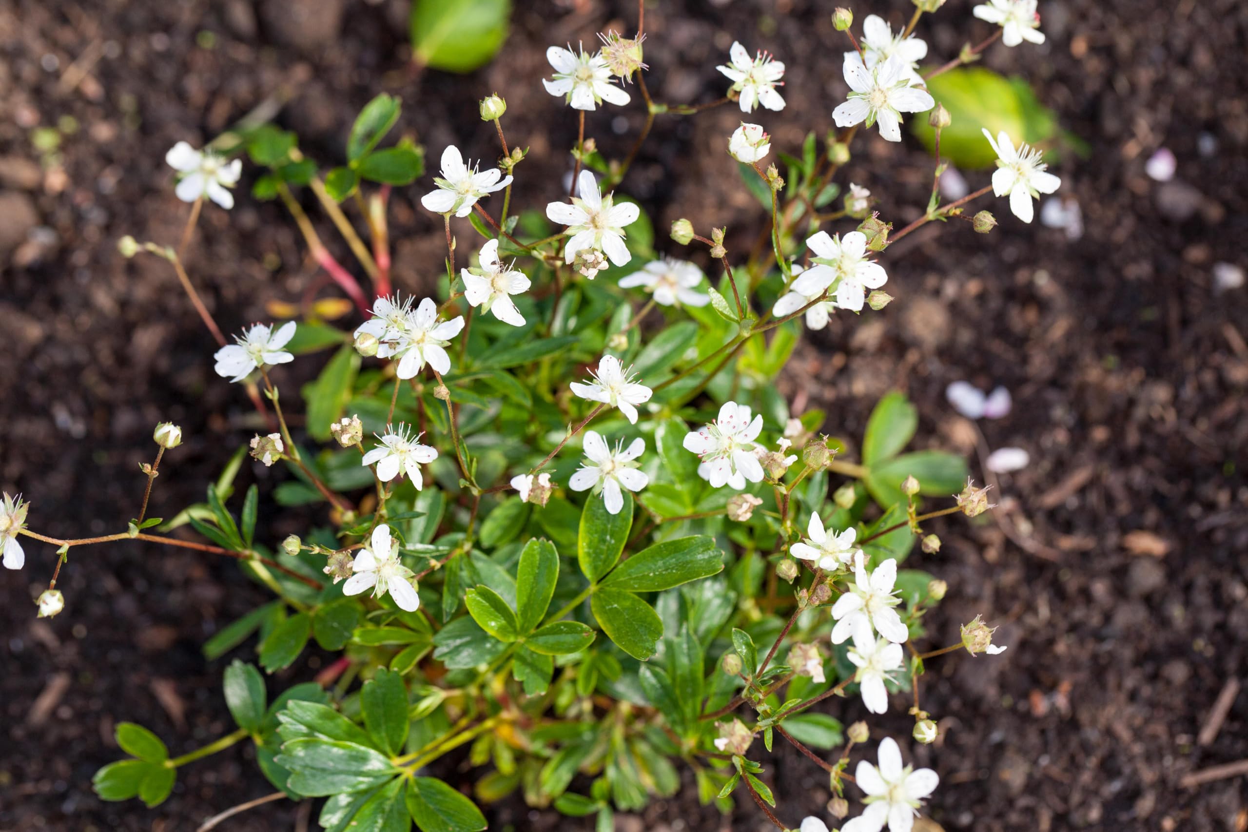 Stauden Gänge 10 x Potentilla tridentata 'Nuuk' Teppich winterhart