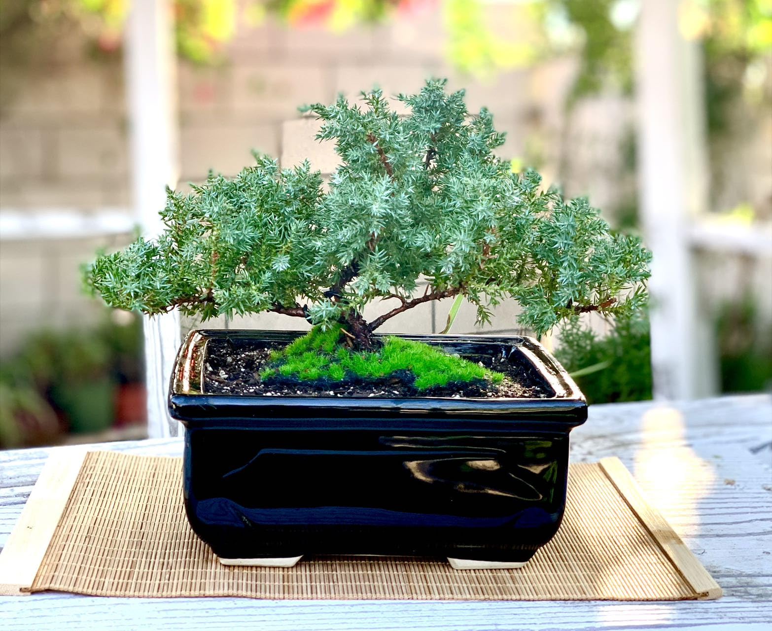 Amazon.com: Live Dwarf Juniper Bonsai Tree | Indoor/Outdoor | 100%  Handcrafted| Home and Office Dcor | Best Gift for Holiday (MM) : Grocery &  Gourmet Food