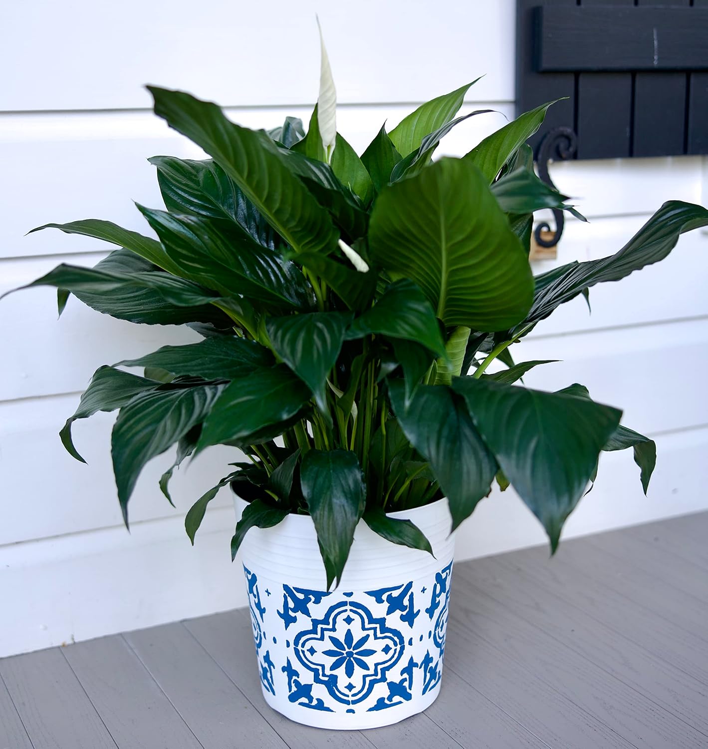 Peace Lily Plant-Friendship Foliage's Family Farm Grown Quality Live Indoor Spathiphyllum (8" Pot, 22-26in Tall from Bottom of The Pot)