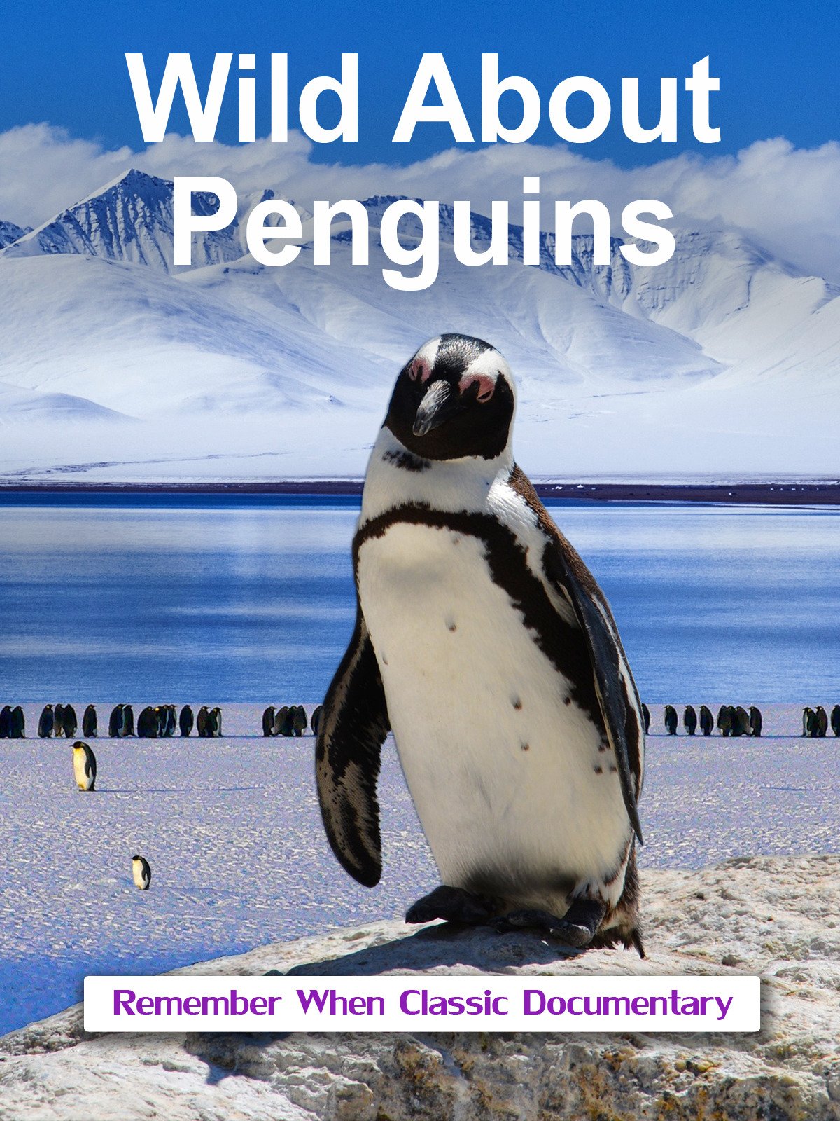 Wild About - Penguins