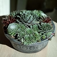 Vista 4 de Altman Plants Planta suculenta viva sempervivum no tóxica, regalo en maceta decorativa de 8 pulgadas, suculentas reales para cultivar, gallinas