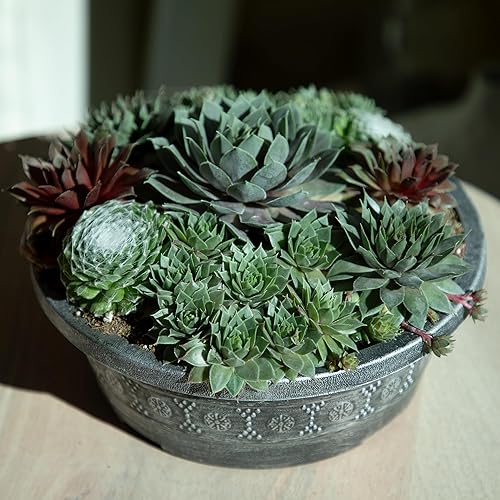 Miniatura 4 de Altman Plants Planta suculenta viva sempervivum no tóxica, regalo en maceta decorativa de 8 pulgadas, suculentas reales para cultivar, gallinas y